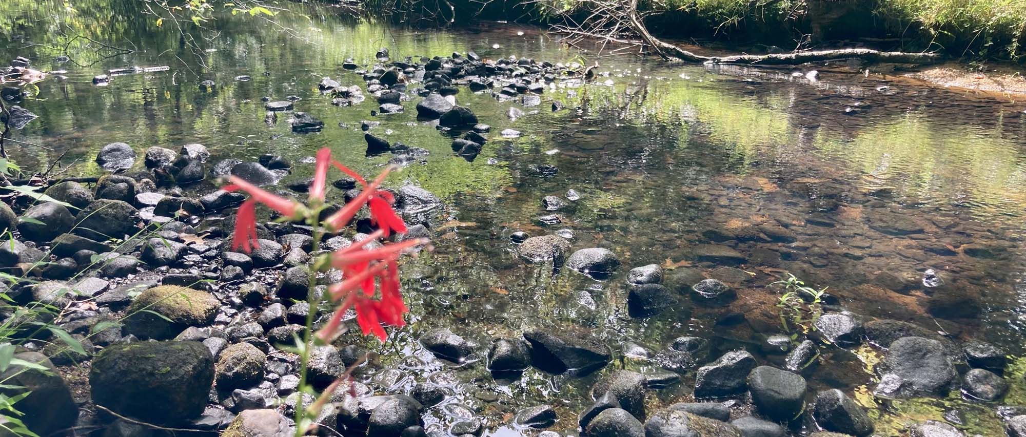 flower and rocks on a river